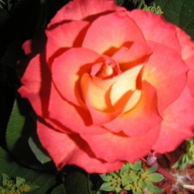 Find Adell Murry Phone Number, Location, Email, and more on Intelius