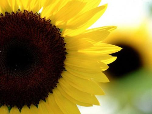 Find Albert P Green Phone Number, Location, Email, and more on Intelius