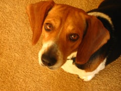 Find Allison E Banks Phone Number, Location, Email, and more on Intelius