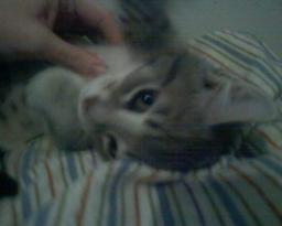 Find Amanda B Houck Phone Number, Location, Email, and more on Intelius