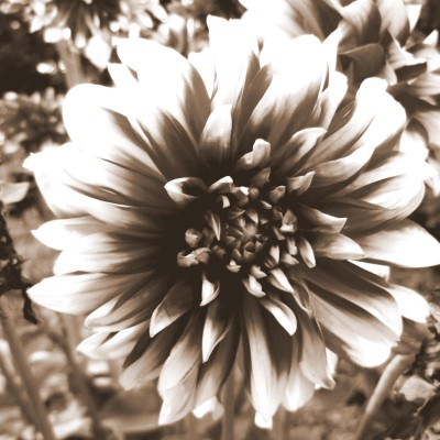 Find Amanda J Mcneil Phone Number, Location, Email, and more on Intelius
