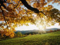 Find Anna M Caponsacco Phone Number, Location, Email, and more on Intelius