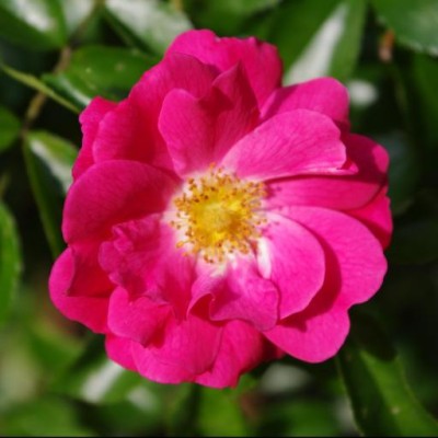 Find Annie Louise Kish Phone Number, Location, Email, and more on Intelius