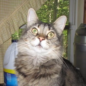 Find Barbara Williams Phone Number, Location, Email, and more on Intelius