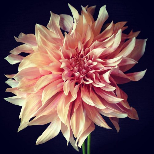 Find Beth Michelle Vuono Phone Number, Location, Email, and more on Intelius