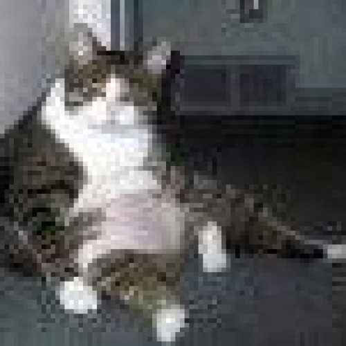 Find Brandon D Johnson Phone Number, Location, Email, and more on Intelius
