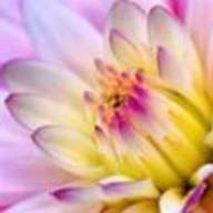 Find Carmen Gonzalez Phone Number, Location, Email, and more on Intelius