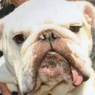 Find Chad Bays Smith Phone Number, Location, Email, and more on Intelius