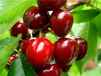 Find Cherry Williams Phone Number, Location, Email, and more on Intelius