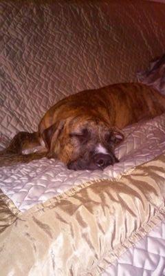 Find Cheryl Ann Ogden Phone Number, Location, Email, and more on Intelius