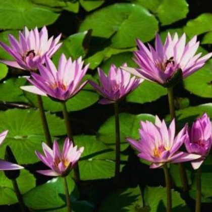 Find Christeen M Thomas Phone Number, Location, Email, and more on Intelius