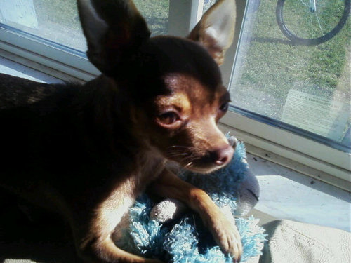 Find Cynthia Diane Todhunter Phone Number, Location, Email, and more on Intelius