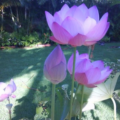 Find Danae Mctavish Bloise Phone Number, Location, Email, and more on Intelius