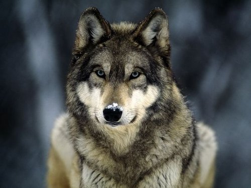 Find Daniel Regan Kupke Phone Number, Location, Email, and more on Intelius