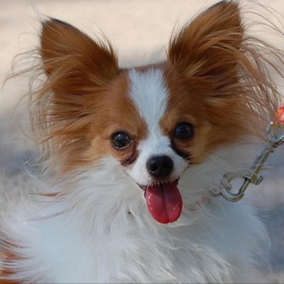 Find David J Bondelevitch Phone Number, Location, Email, and more on Intelius