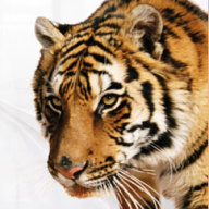 Find David Junior Guervil Phone Number, Location, Email, and more on Intelius