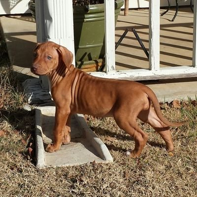 Find David Louis Nelson Phone Number, Location, Email, and more on Intelius