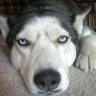Find David M Shingledecker Phone Number, Location, Email, and more on Intelius