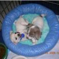 Find David Russell Whitcomb Phone Number, Location, Email, and more on Intelius