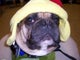 Find Debora J Mancil Phone Number, Location, Email, and more on Intelius