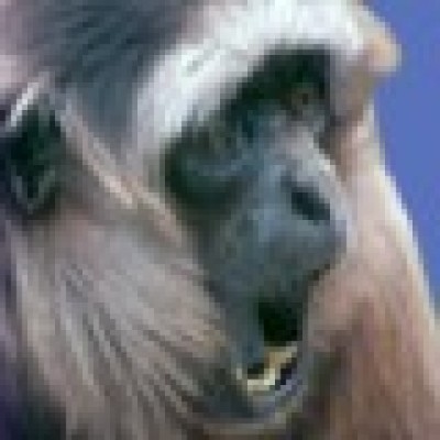Find Deborah Ann Bennett Phone Number, Location, Email, and more on Intelius