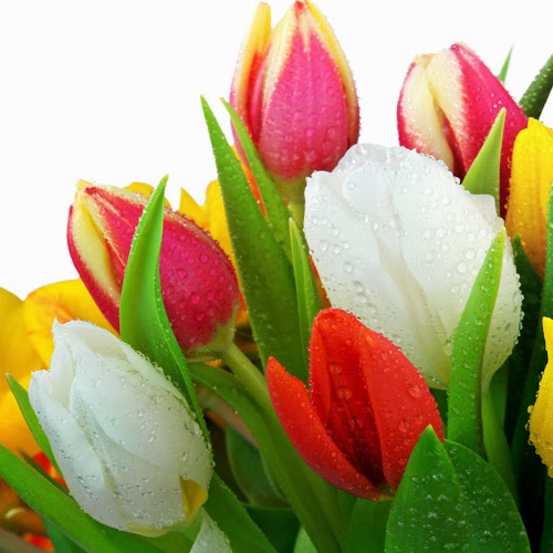 Find Deborah Lane Harrison Phone Number, Location, Email, and more on Intelius