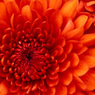 Find Debra Deann Bishop Phone Number, Location, Email, and more on Intelius