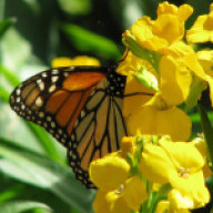 Find Debra K Lanahan Phone Number, Location, Email, and more on Intelius