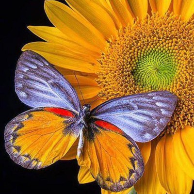 Find Debra Kay Rickrode Phone Number, Location, Email, and more on Intelius