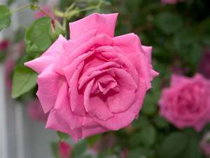 Find Debra Leanne Shipman Phone Number, Location, Email, and more on Intelius