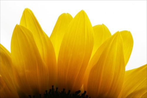 Find Denise Anne Flatt Phone Number, Location, Email, and more on Intelius