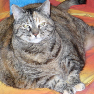 Find Elinor L Levy Phone Number, Location, Email, and more on Intelius