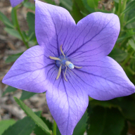 Find Elisha Sun Morrow Phone Number, Location, Email, and more on Intelius