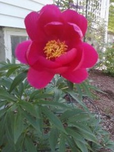Find Erin Lyn Twomey Phone Number, Location, Email, and more on Intelius