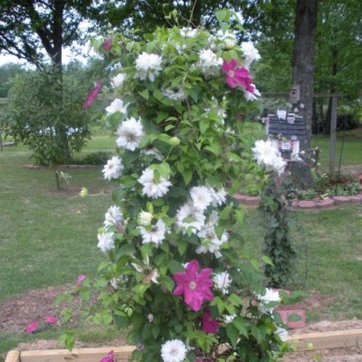 Find Gary Clements Phone Number, Location, Email, and more on Intelius