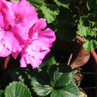 Find Gilbert C Leos Phone Number, Location, Email, and more on Intelius