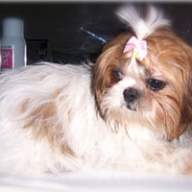 Find Gloria M Siller Phone Number, Location, Email, and more on Intelius