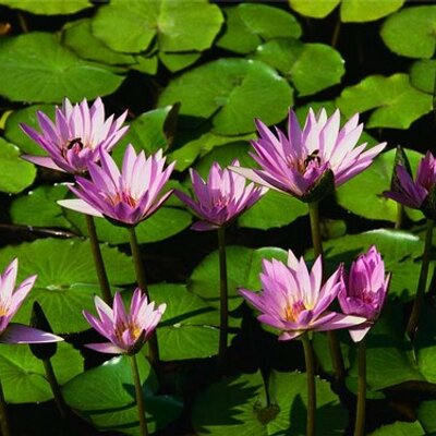 Find Heather B Abrigo Phone Number, Location, Email, and more on Intelius