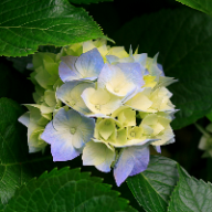 Find Hellen Joyce Brown Phone Number, Location, Email, and more on Intelius