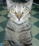 Find Jaci L Lapointe Phone Number, Location, Email, and more on Intelius
