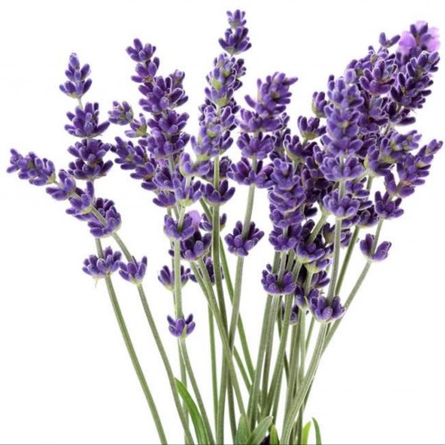 Find Jack A Lavender Phone Number, Location, Email, and more on Intelius