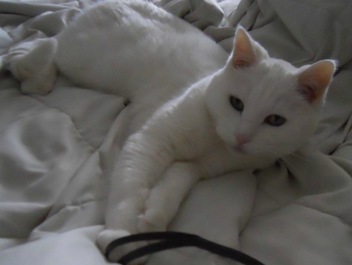 Find Jacqueline T Tevis Phone Number, Location, Email, and more on Intelius