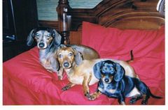 Find Jada Lauren Brown Phone Number, Location, Email, and more on Intelius