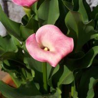 Find Jannie Louise Hoffknecht Phone Number, Location, Email, and more on Intelius
