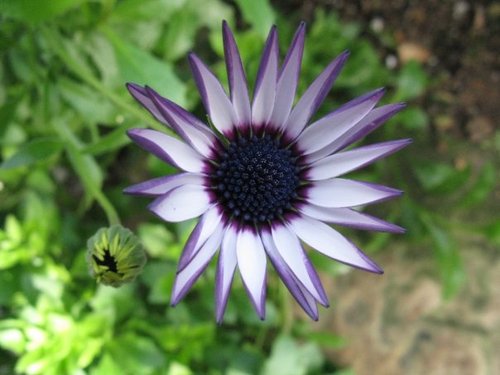 Find Jennifer M Picone Phone Number, Location, Email, and more on Intelius