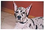 Find Jennifer Anne Simons Phone Number, Location, Email, and more on Intelius