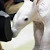 Find Joy L Ham Phone Number, Location, Email, and more on Intelius