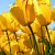 Find Joy Jamil Taylor Phone Number, Location, Email, and more on Intelius