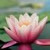 Find Jun Ping Wang Phone Number, Location, Email, and more on Intelius