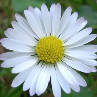 Find Kaye Lynn Garsia-Button Phone Number, Location, Email, and more on Intelius
